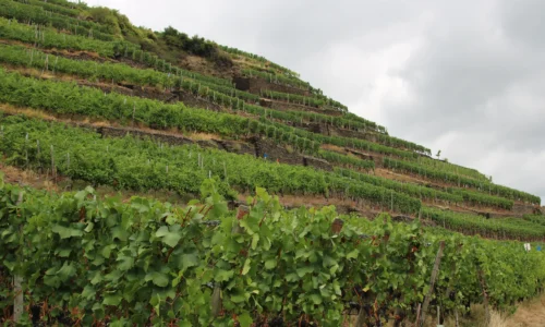 Relaunch meiser.de – Agricultural Solutions