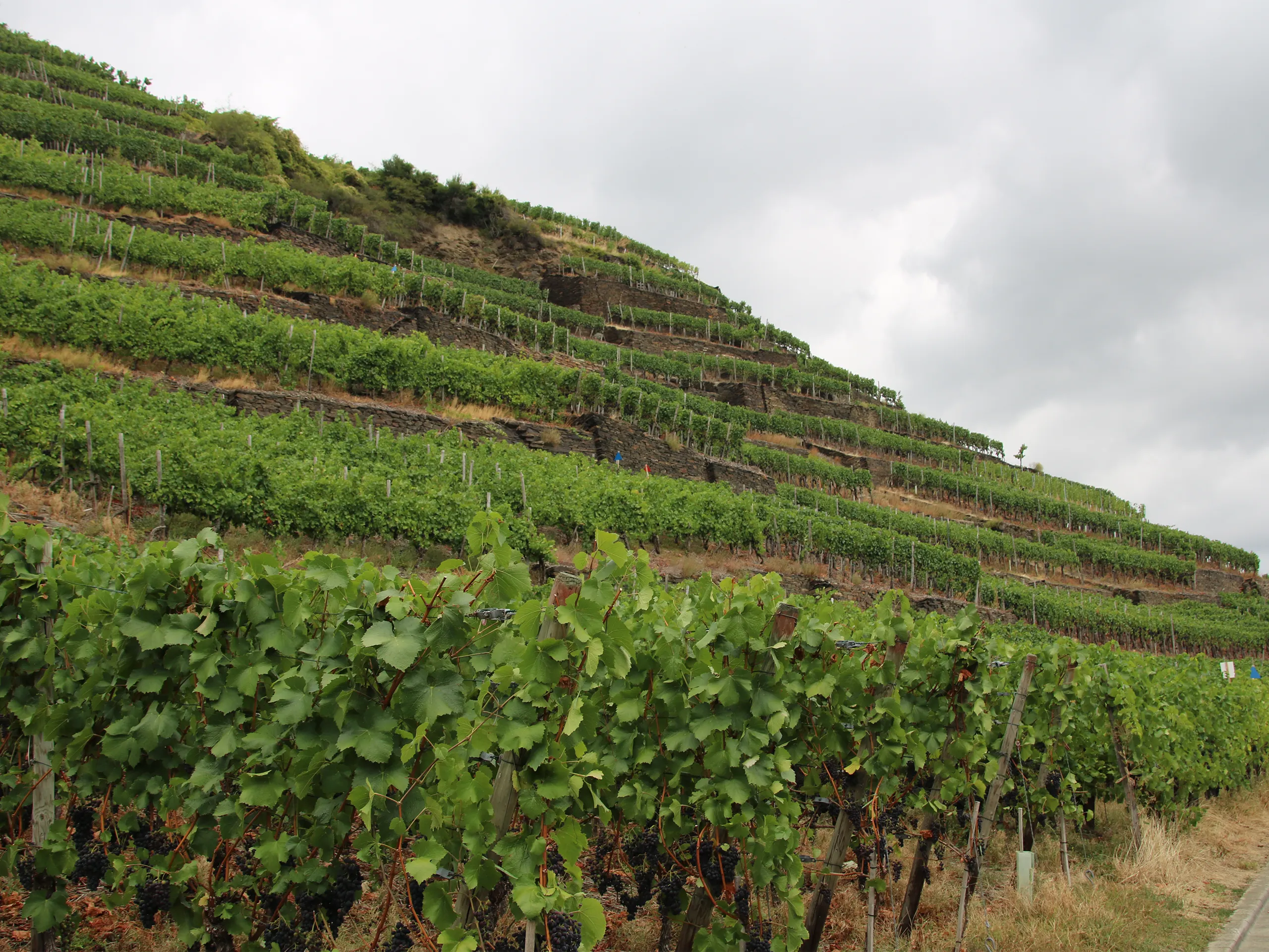 Inspiration & Projekte: Kriechel Winery