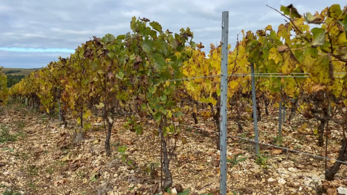Relaunch meiser.de – Chablis