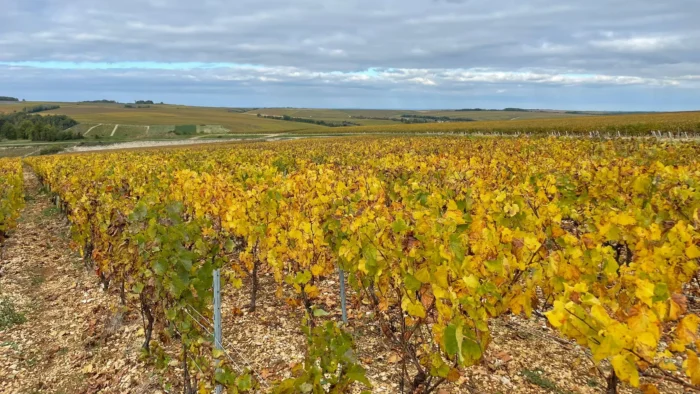 Relaunch meiser.de – Chablis